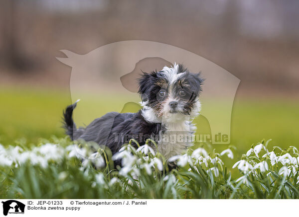 Bolonka zwetna Welpe / Bolonka zwetna puppy / JEP-01233