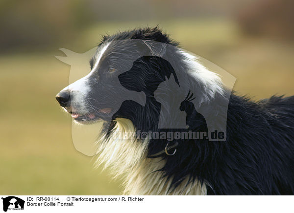 Border Collie Portrait / Border Collie Portrait / RR-00114