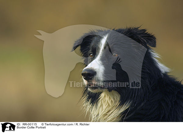 Border Collie Portrait / Border Collie Portrait / RR-00115