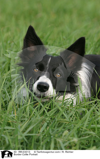 Border Collie Portrait / Border Collie Portrait / RR-03013