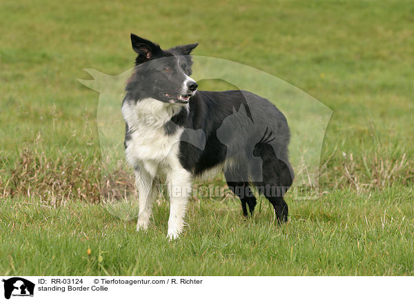 stehender Border Collie / standing Border Collie / RR-03124