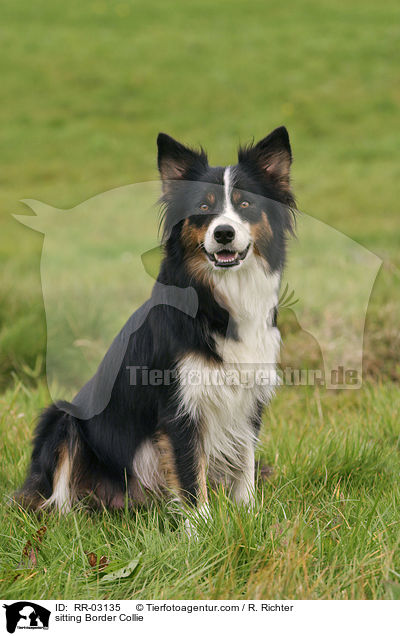 sitzender Border Collie / sitting Border Collie / RR-03135