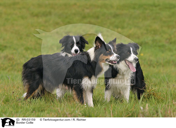 Border Collie / Border Collie / RR-03159