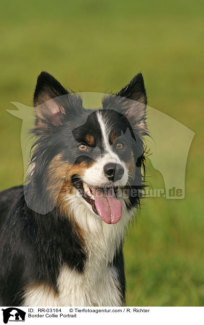 Border Collie Portrait / Border Collie Portrait / RR-03164