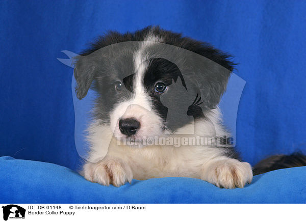 Border Collie Welpe / Border Collie Puppy / DB-01148
