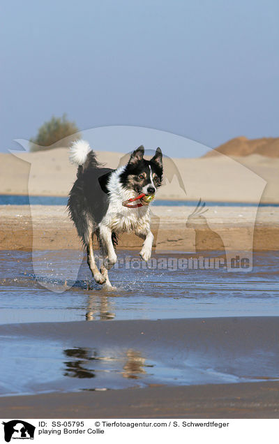 spielender Border Collie / playing Border Collie / SS-05795