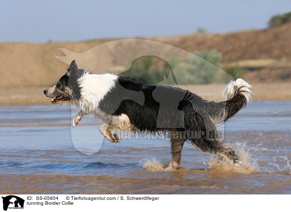 rennender Border Collie / running Border Collie / SS-05804