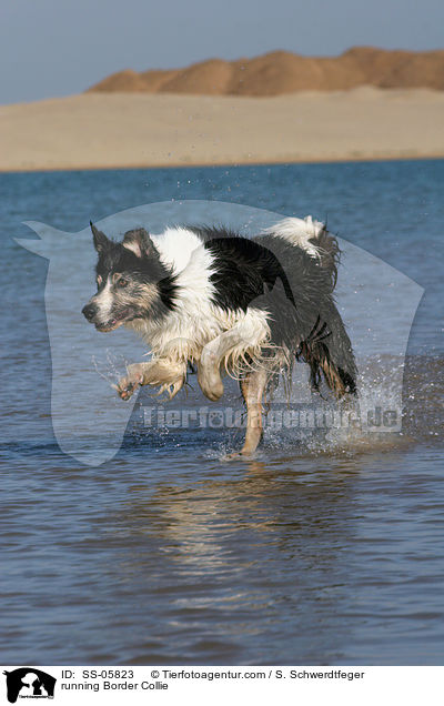 rennender Border Collie / running Border Collie / SS-05823