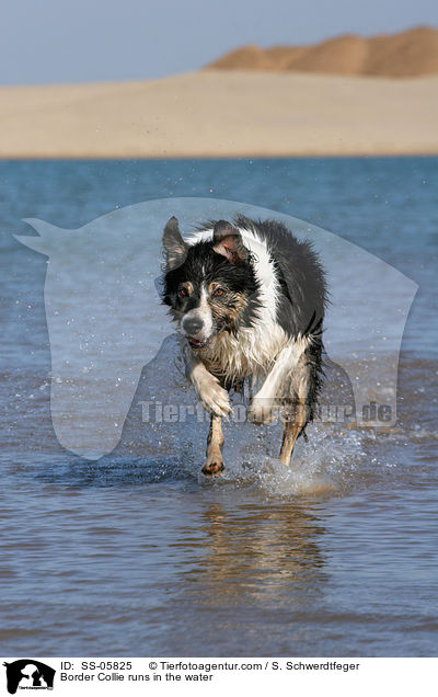 Border Collie rennt durchs Wasser / Border Collie runs in the water / SS-05825