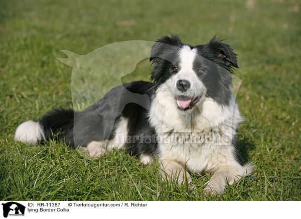 liegender Border Collie / lying Border Collie / RR-11387