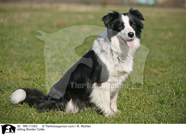 sitzender Border Collie / sitting Border Collie / RR-11393