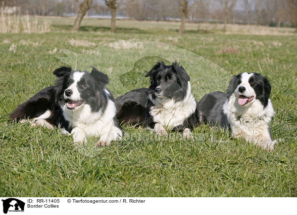 Border Collies / Border Collies / RR-11405