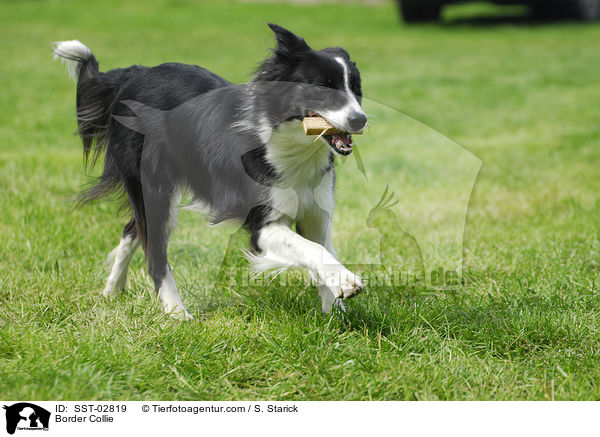 Border Collie / Border Collie / SST-02819