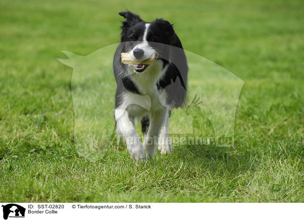 Border Collie / Border Collie / SST-02820