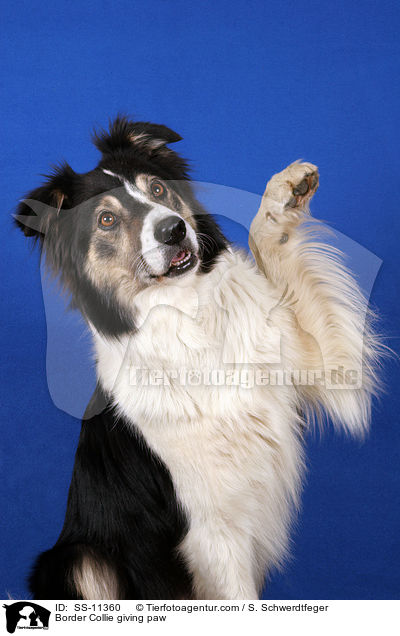 Border Collie giving paw / SS-11360