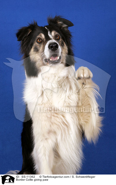 Border Collie giving paw / SS-11362