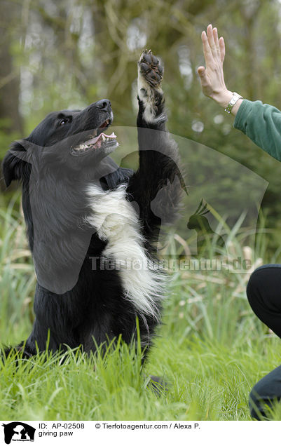 Pftchen geben / giving paw / AP-02508