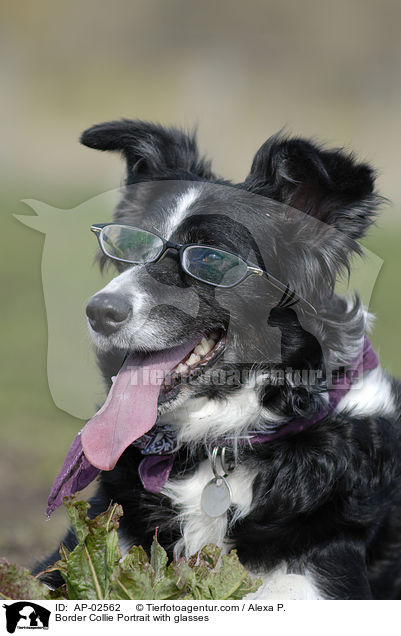Border Collie mit Brille / Border Collie Portrait with glasses / AP-02562
