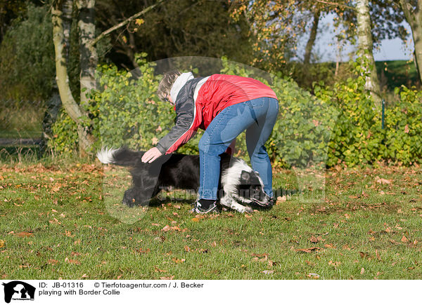 spielen mit Border Collie / playing with Border Collie / JB-01316