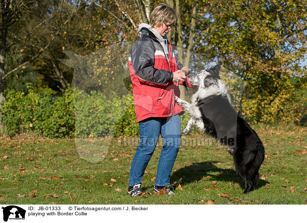 spielen mit Border Collie / playing with Border Collie / JB-01333