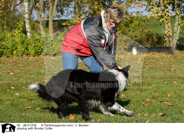 playing with Border Collie / JB-01339