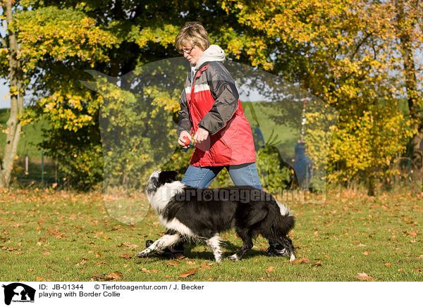 spielen mit Border Collie / playing with Border Collie / JB-01344