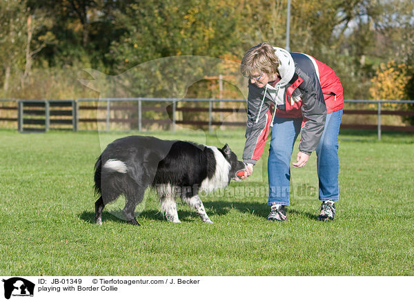 spielen mit Border Collie / playing with Border Collie / JB-01349