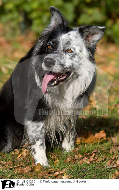 Border Collie / Border Collie / JB-01356