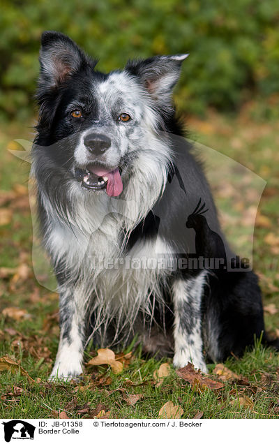 Border Collie / Border Collie / JB-01358