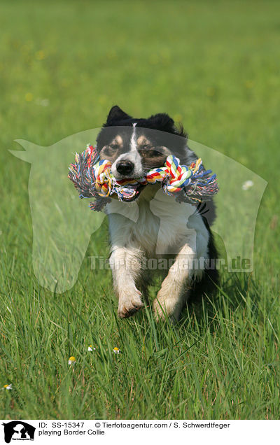 spielender Border Collie / playing Border Collie / SS-15347