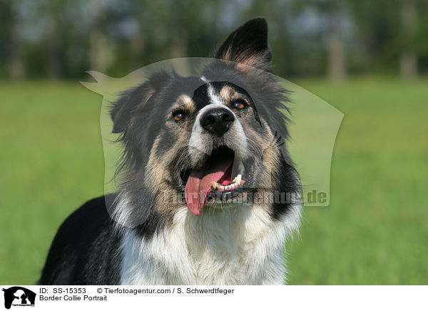 Border Collie Portrait / Border Collie Portrait / SS-15353