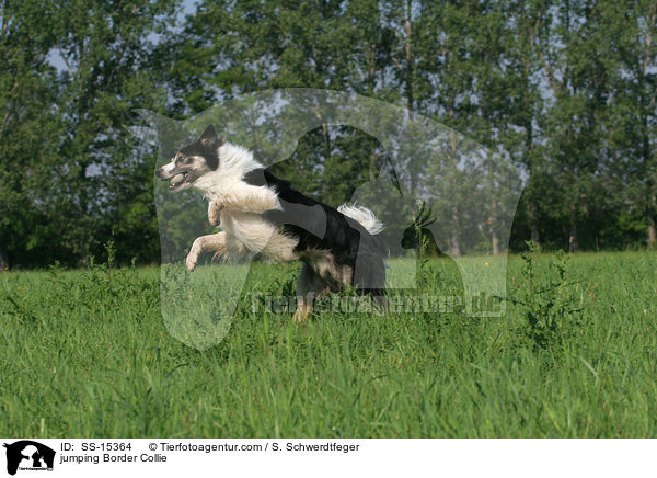 springender Border Collie / jumping Border Collie / SS-15364