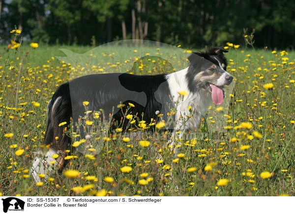 Border Collie auf Blumenwiese / Border Collie in flower field / SS-15367