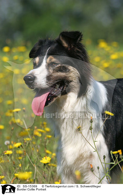 Border Collie Portrait / Border Collie Portrait / SS-15369