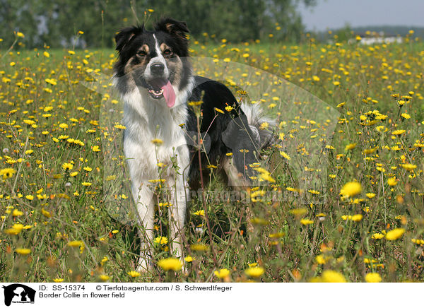 Border Collie auf Blumenwiese / Border Collie in flower field / SS-15374