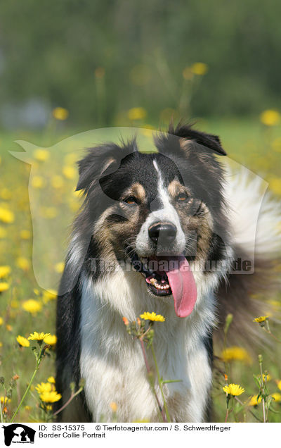 Border Collie Portrait / Border Collie Portrait / SS-15375