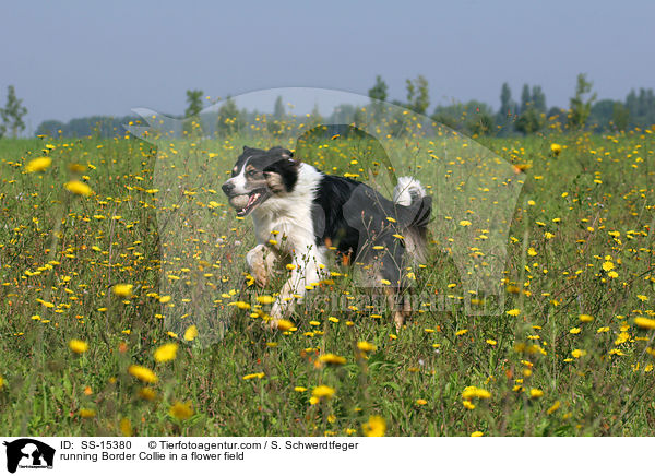 rennender Border Collie auf Blumenwiese / running Border Collie in a flower field / SS-15380