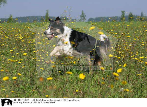 rennender Border Collie auf Blumenwiese / running Border Collie in a flower field / SS-15381