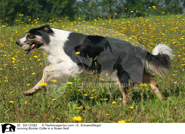 rennender Border Collie auf Blumenwiese / running Border Collie in a flower field / SS-15382