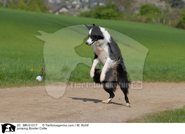 springender Border Collie / jumping Border Collie / MR-01017