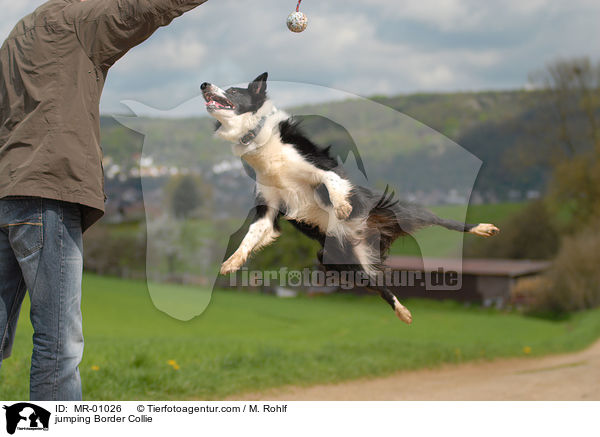 jumping Border Collie / MR-01026