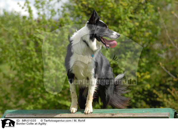 Border Collie beim Agility / Border Collie at Agility / MR-01035