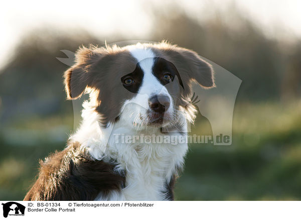 Border Collie Portrait / Border Collie Portrait / BS-01334