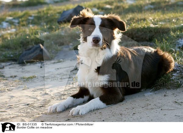 Border Collie auf Wiese / Border Collie on meadow / BS-01335