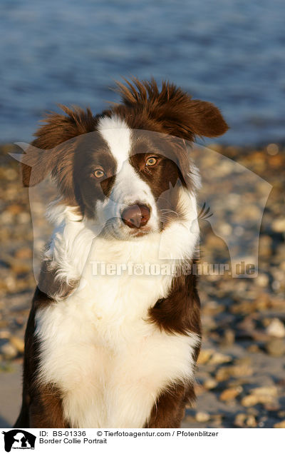 Border Collie Portrait / Border Collie Portrait / BS-01336