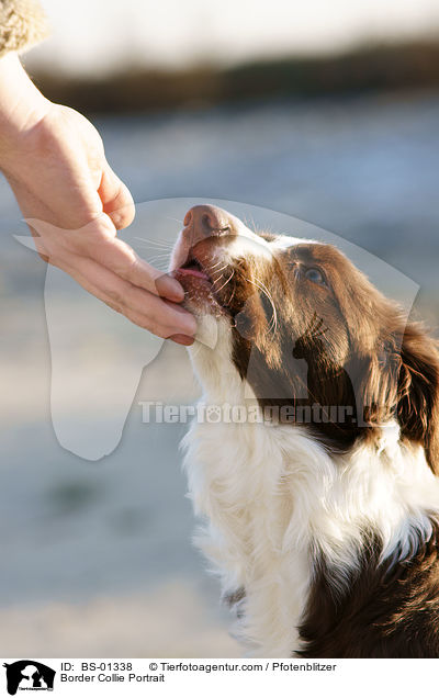 Border Collie Portrait / Border Collie Portrait / BS-01338