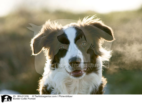 Border Collie Portrait / Border Collie Portrait / BS-01339