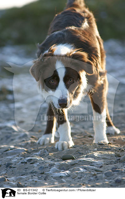 Border Collie Hnding / female Border Collie / BS-01342