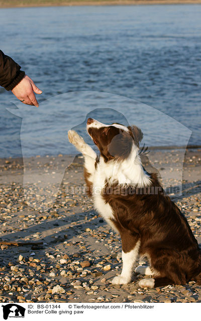 Border Collie gibt Pftchen / Border Collie giving paw / BS-01344