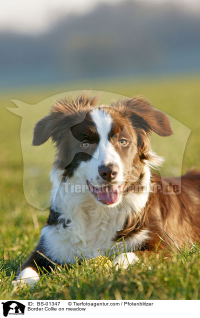 Border Collie auf Wiese / Border Collie on meadow / BS-01347